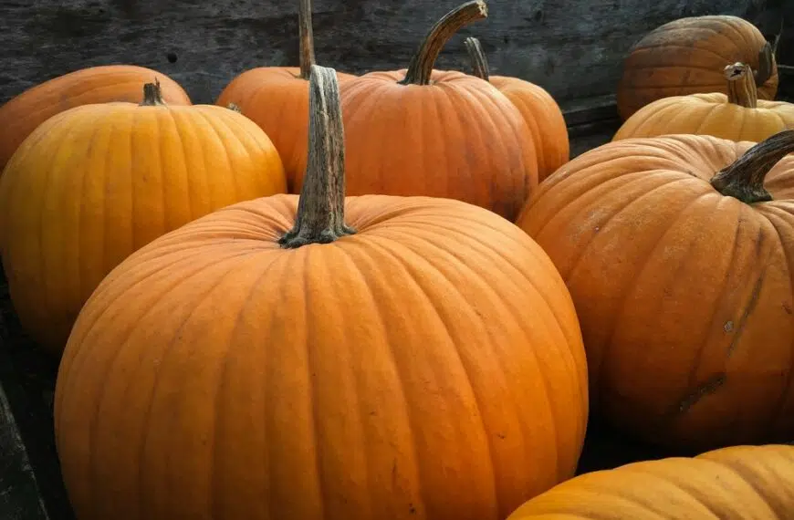 Not Just For Halloween – 5 Health Benefits Of Pumpkin!