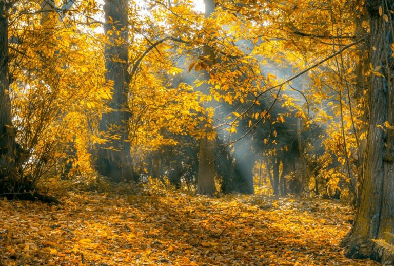 autumn leaves branch bright