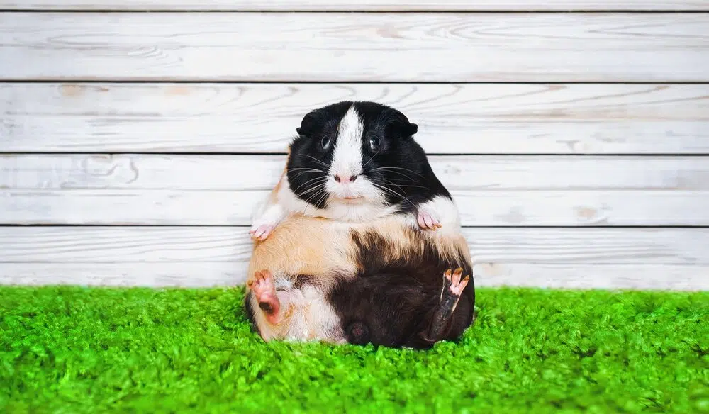 Bloated guinea pig