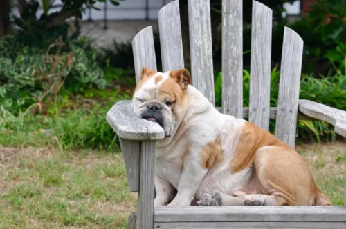 bulldog sits looking miserable
