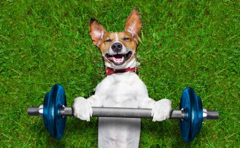 dog lifting weights
