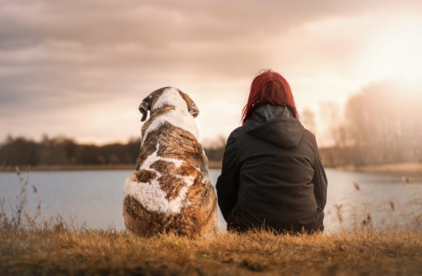 dogsitswithowner