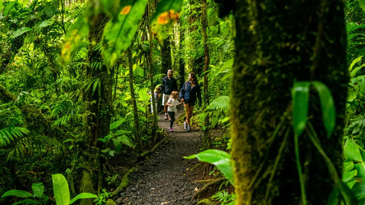 Family walking through forest