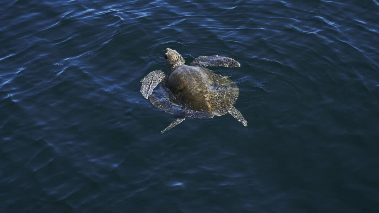 Turtle in sea