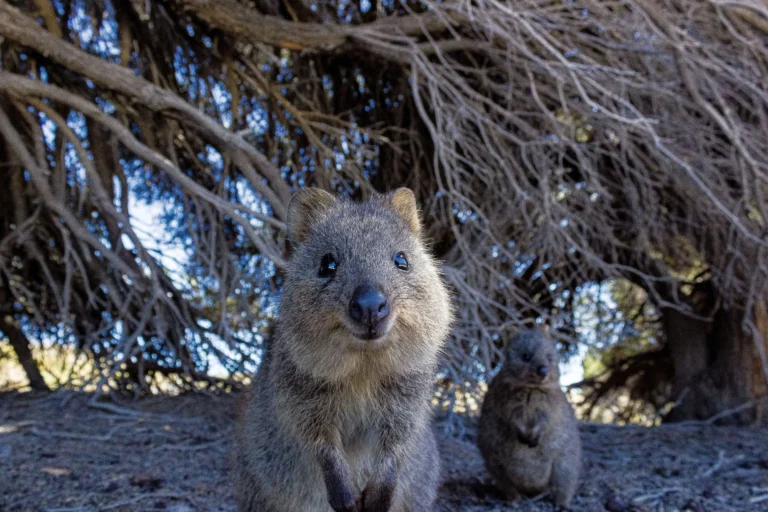 Can Watching Cute Animal Videos Be Good For My Health  scaled