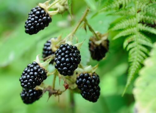 Health Benefits Of Blackberries