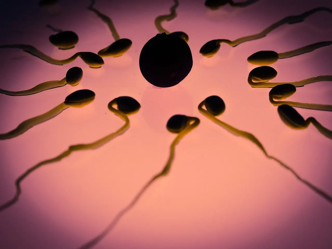 Fertility