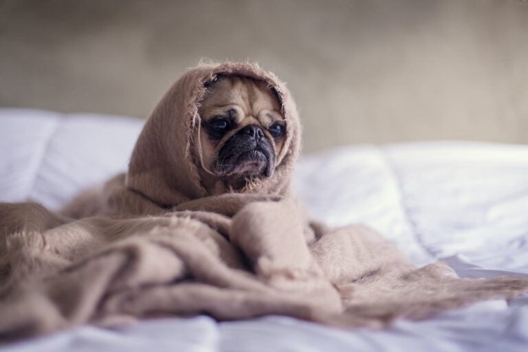Snoozing With Your Pet