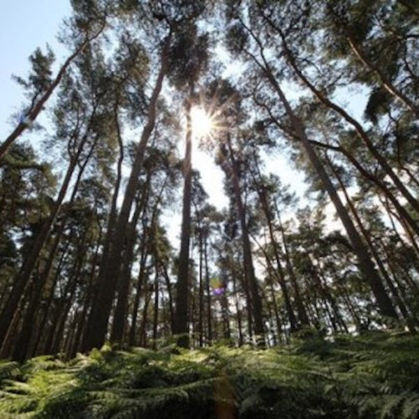 center parcs re opening 1