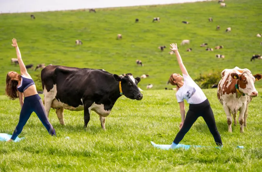 people exercise with cows around them scaled