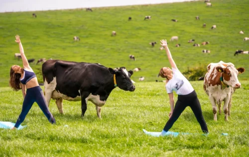 people exercise with cows around them scaled