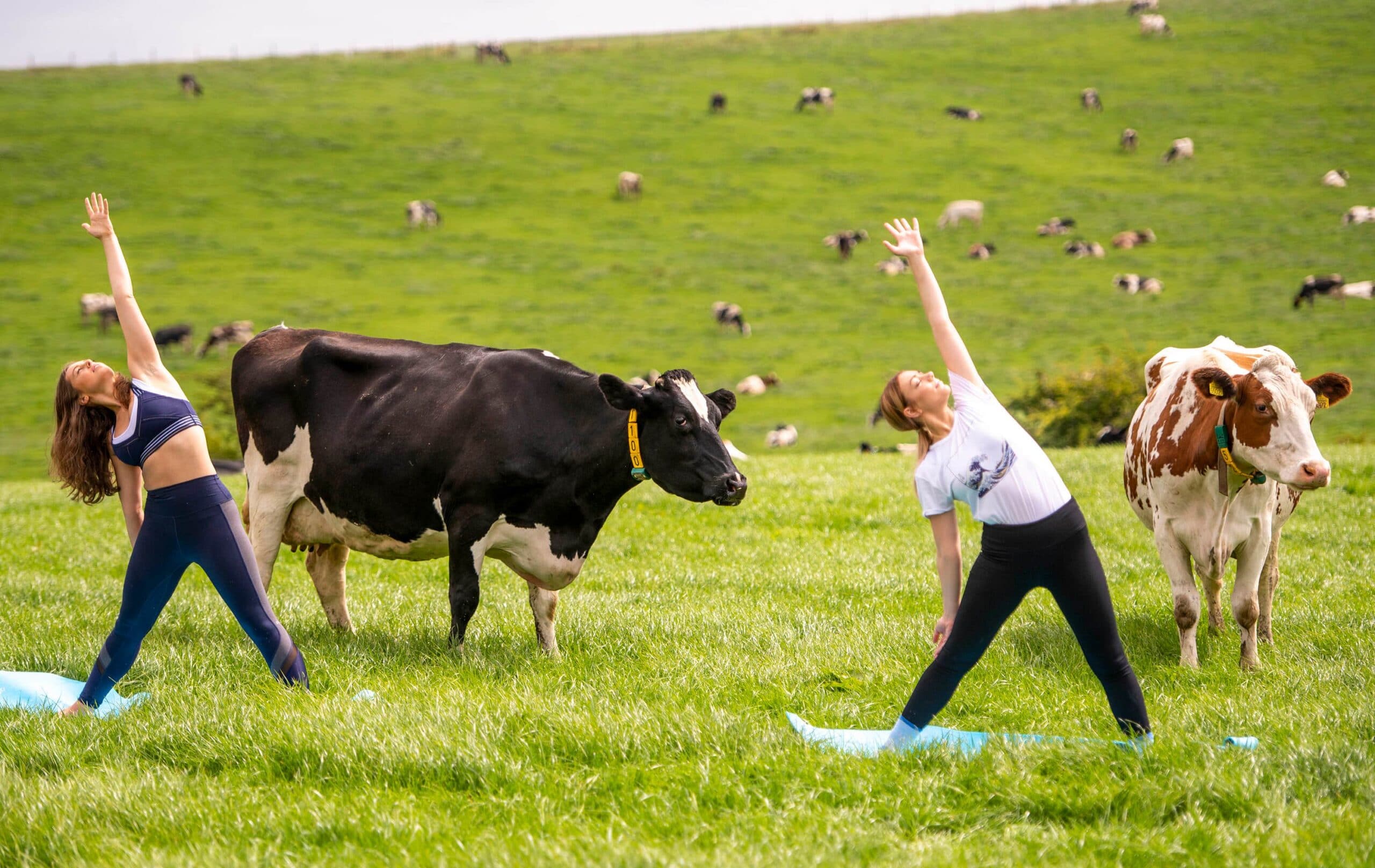 People exercise with cows around them scaled