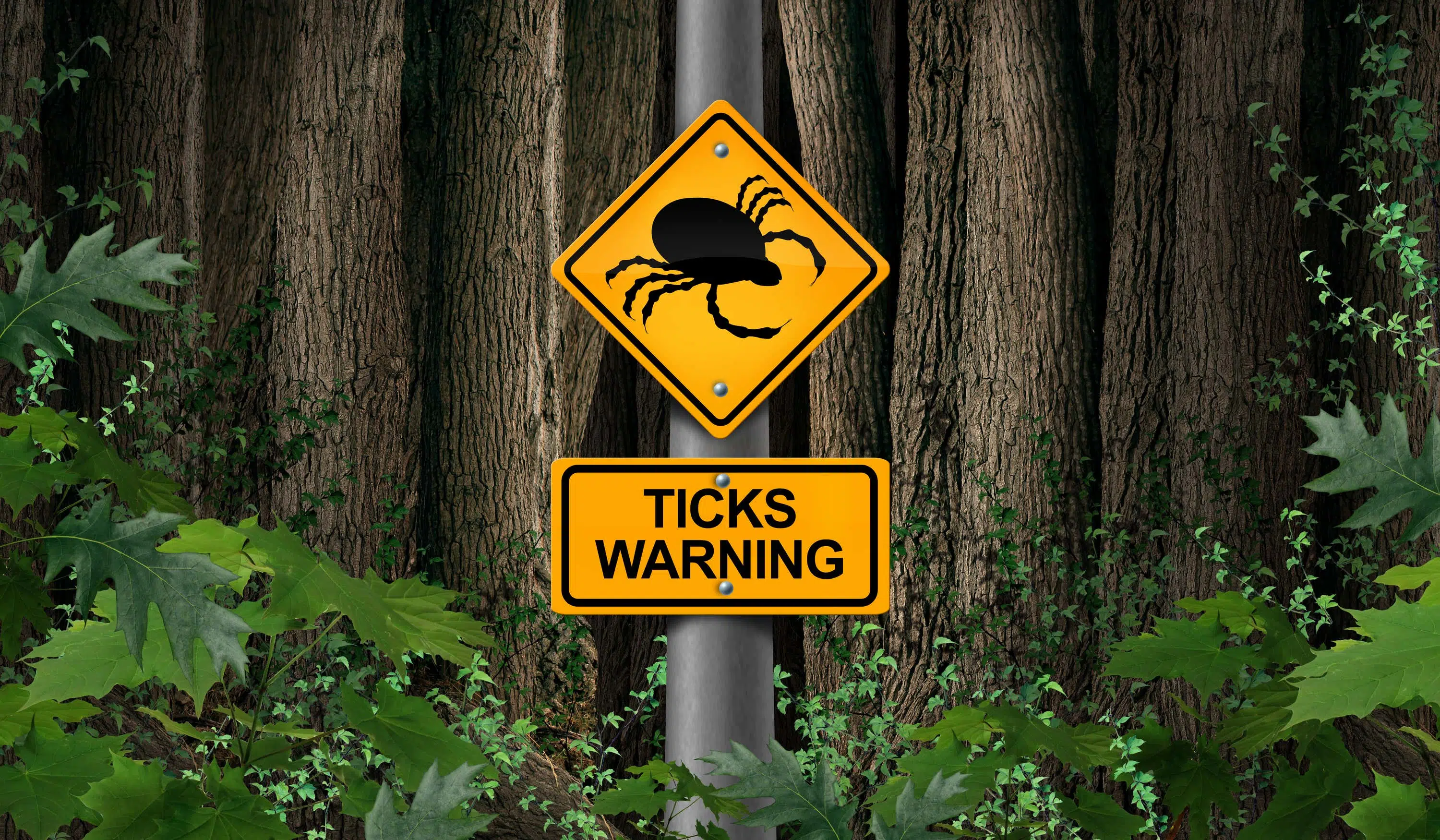 Ticks warning sign in forest scaled