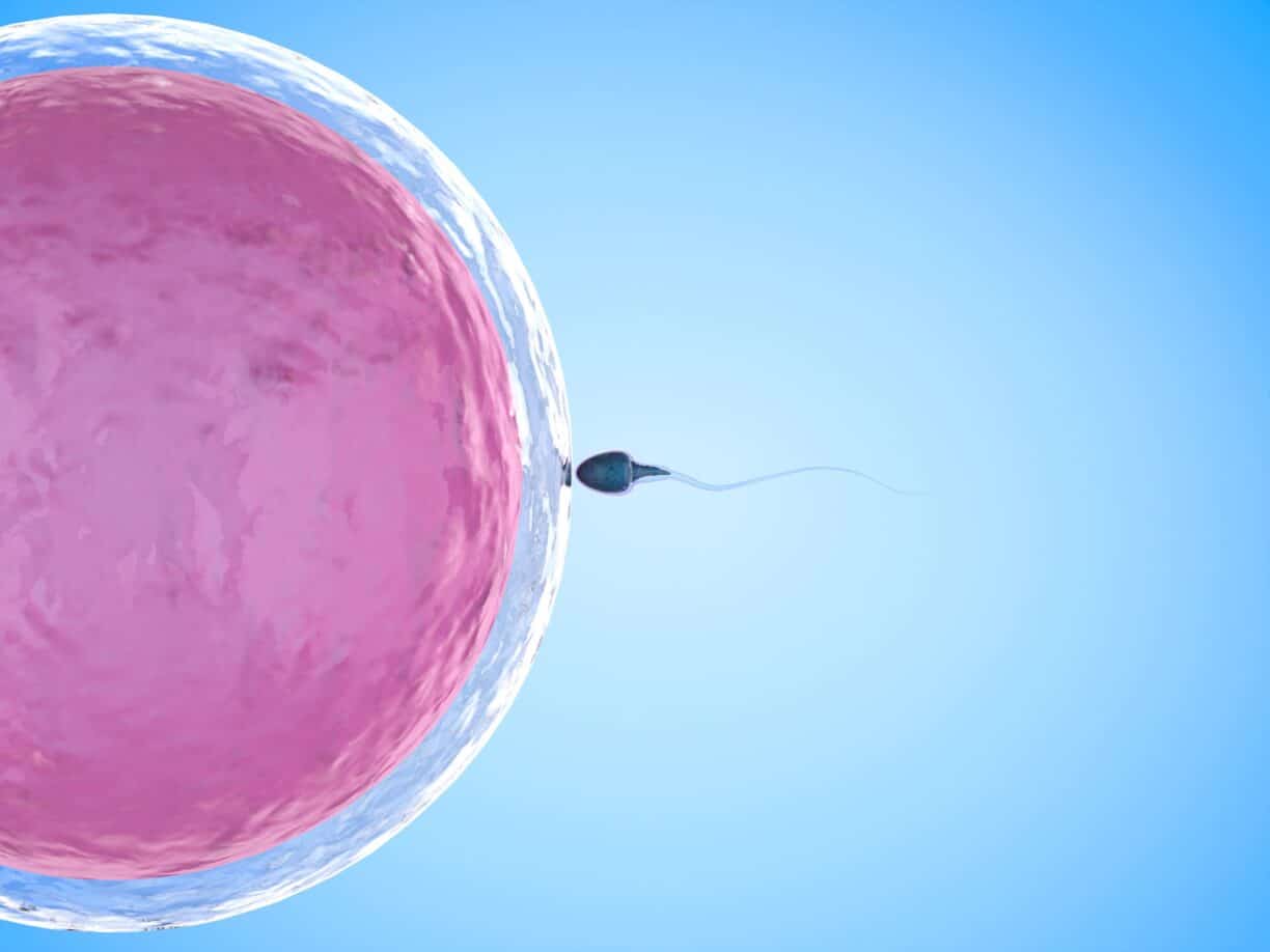 sperm fertilising egg graphic