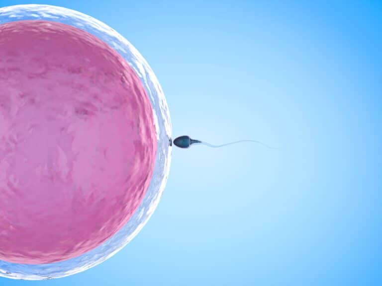 sperm fertilising egg graphic