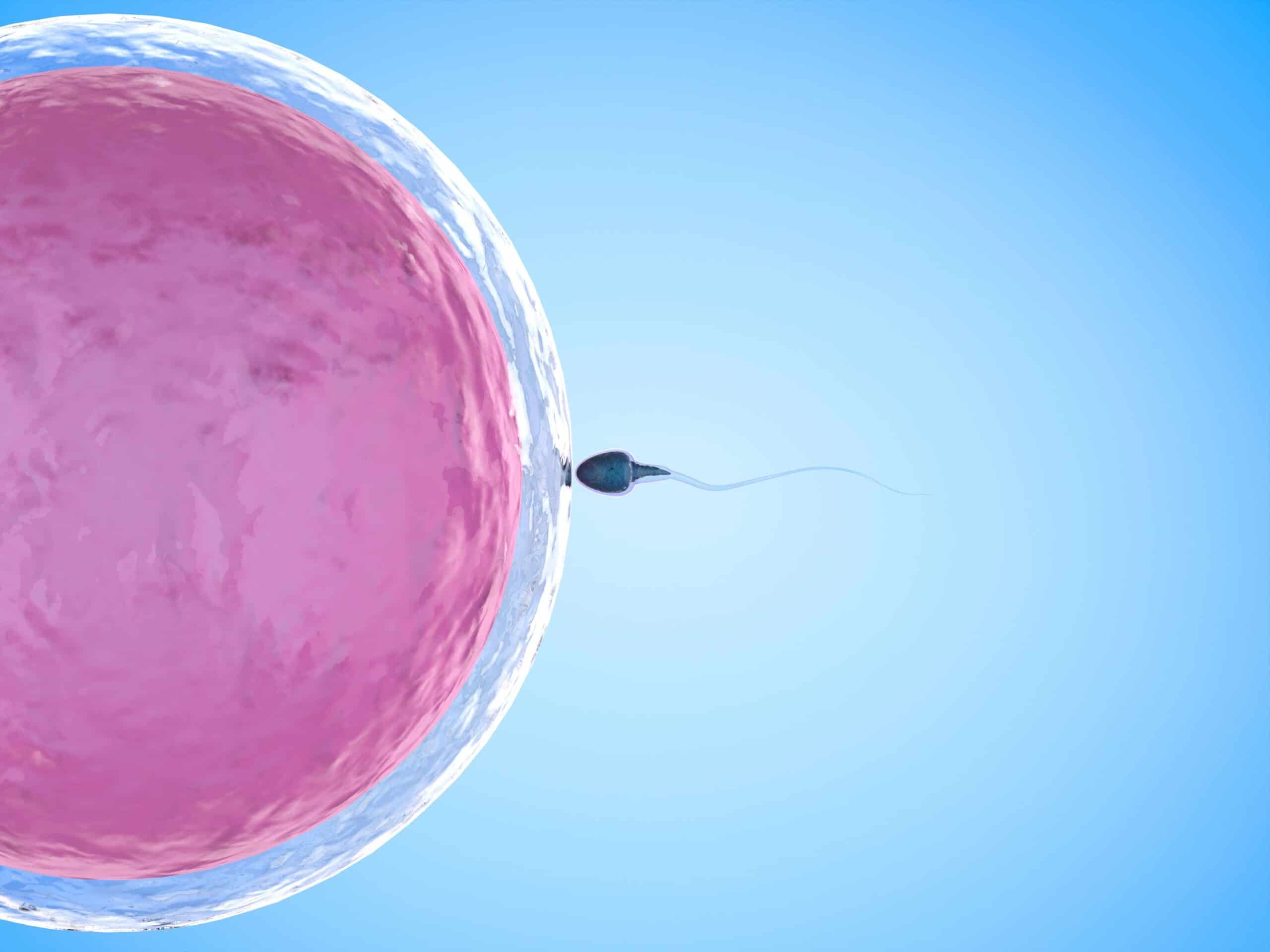 Sperm fertilising egg graphic scaled