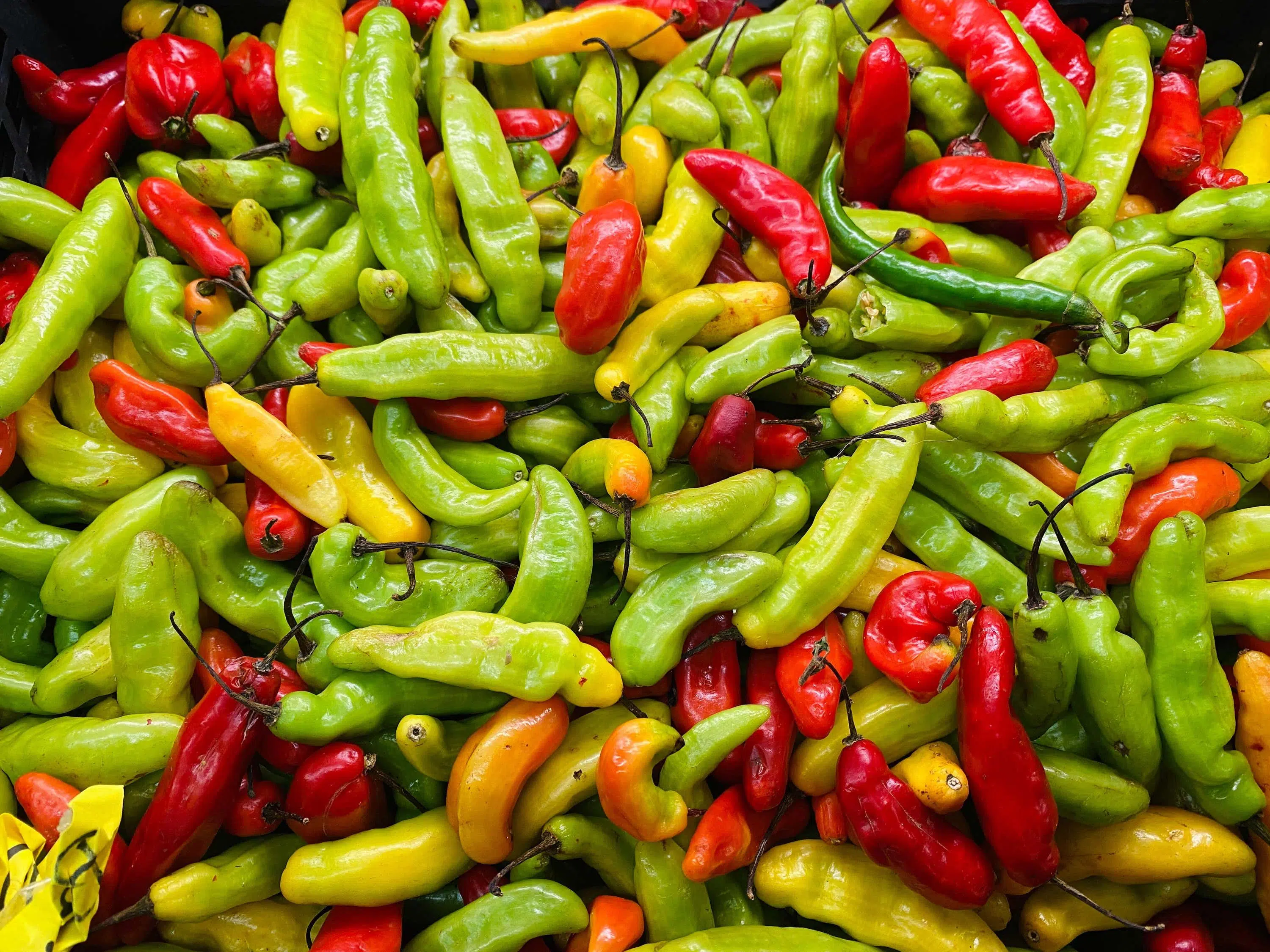 Colourful chillies scaled