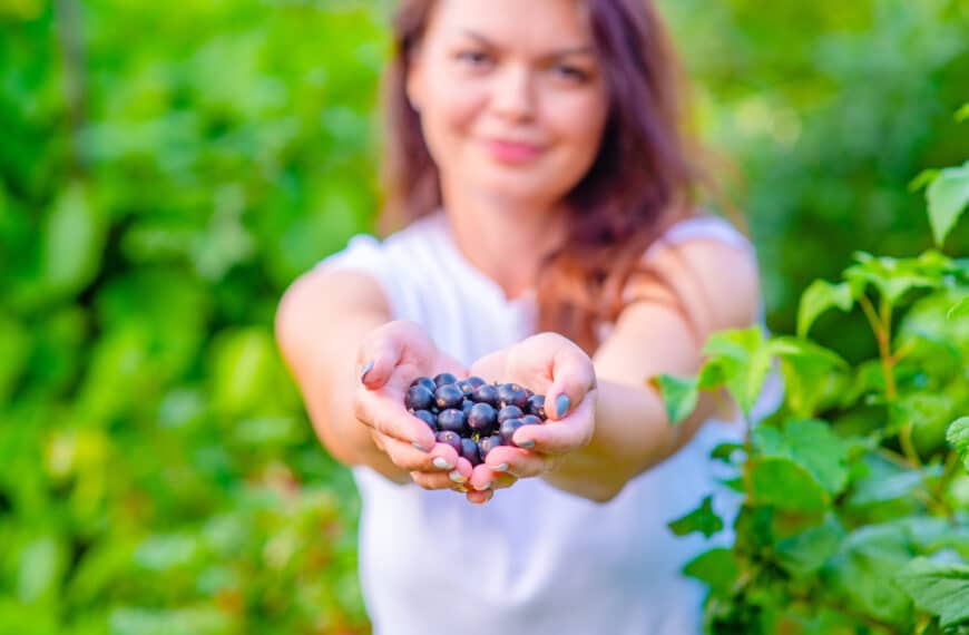 farmer girl with a handful of blackcurrant berries