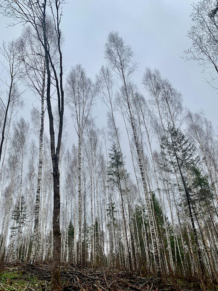 Silver birch trees are all over Latvia and their presence is a reminder of the importance of nature there