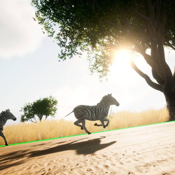 savanna zebras