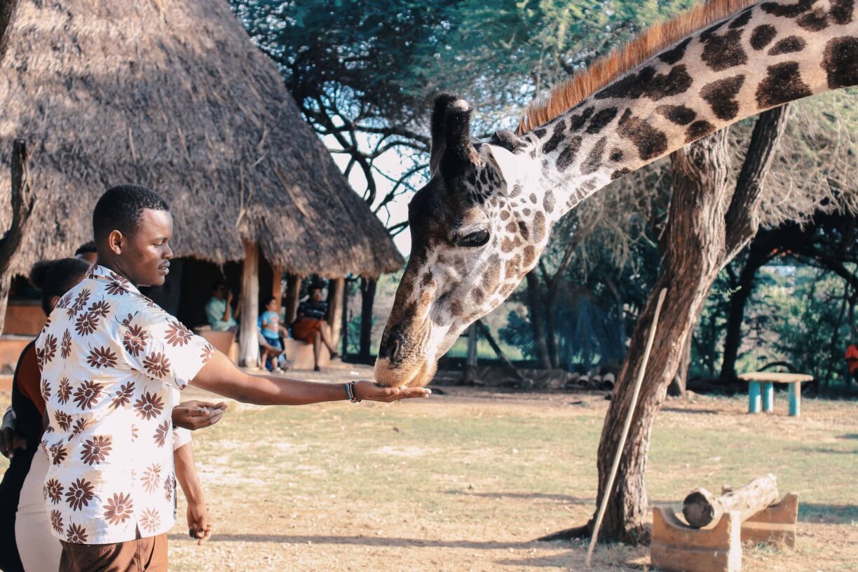 Man feeds giraffe on safari