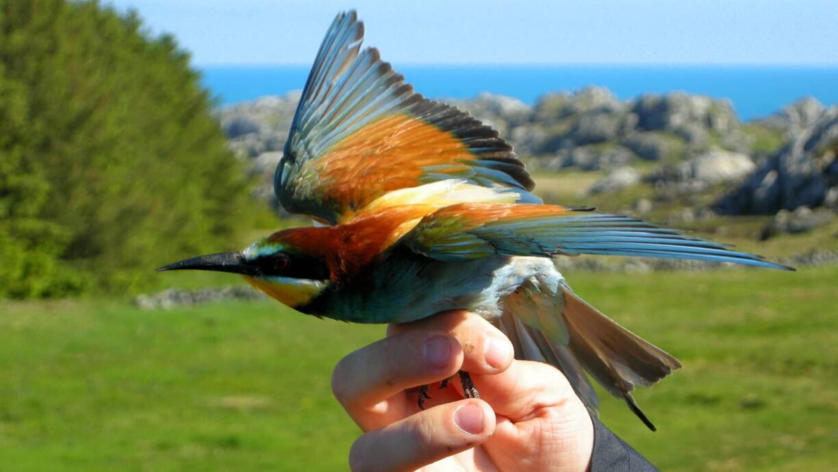 If you take a hike on the Utsira Island, you can find the most amazing birdlife