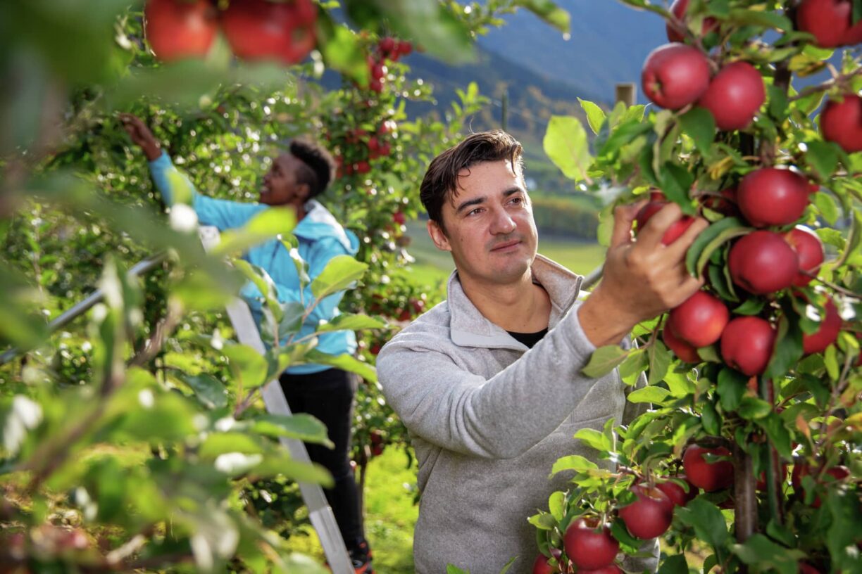 Fjord Norway is known for the world famous apple cider. In the autumn, you can walk among thousands of fruit trees.