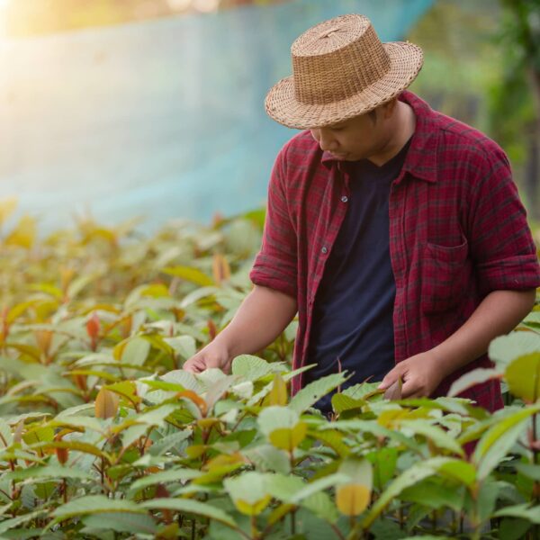 Unveiling The Potential Risks Associated With Kratom Use