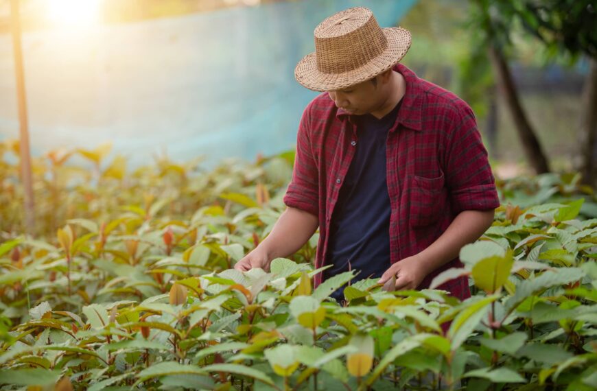 Cultivation of Kratom Herbs for Alternative Medicine in Thailand