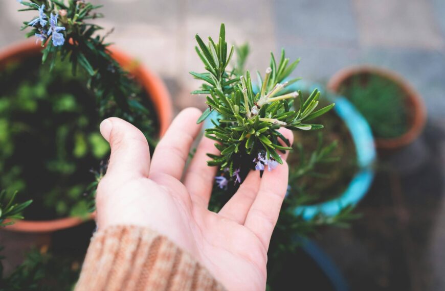 Hand examines herbs