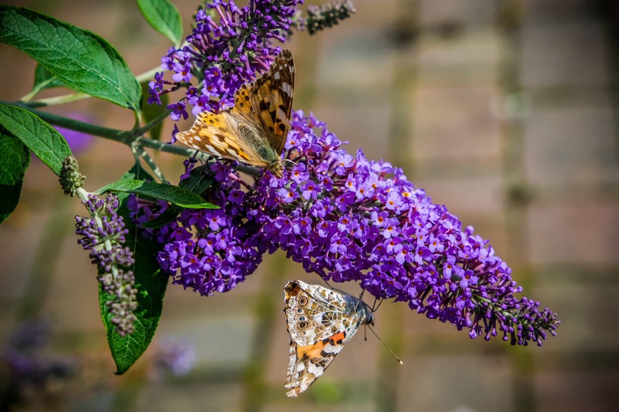 Vibrant-purple-flower