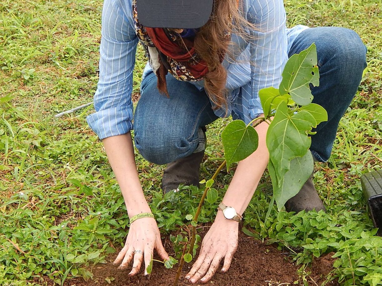 Alohilani_Tree planting