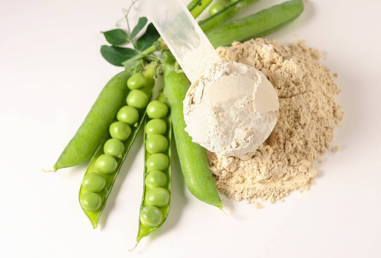 Plant base protein Pea Protein Powder in plastic scoop