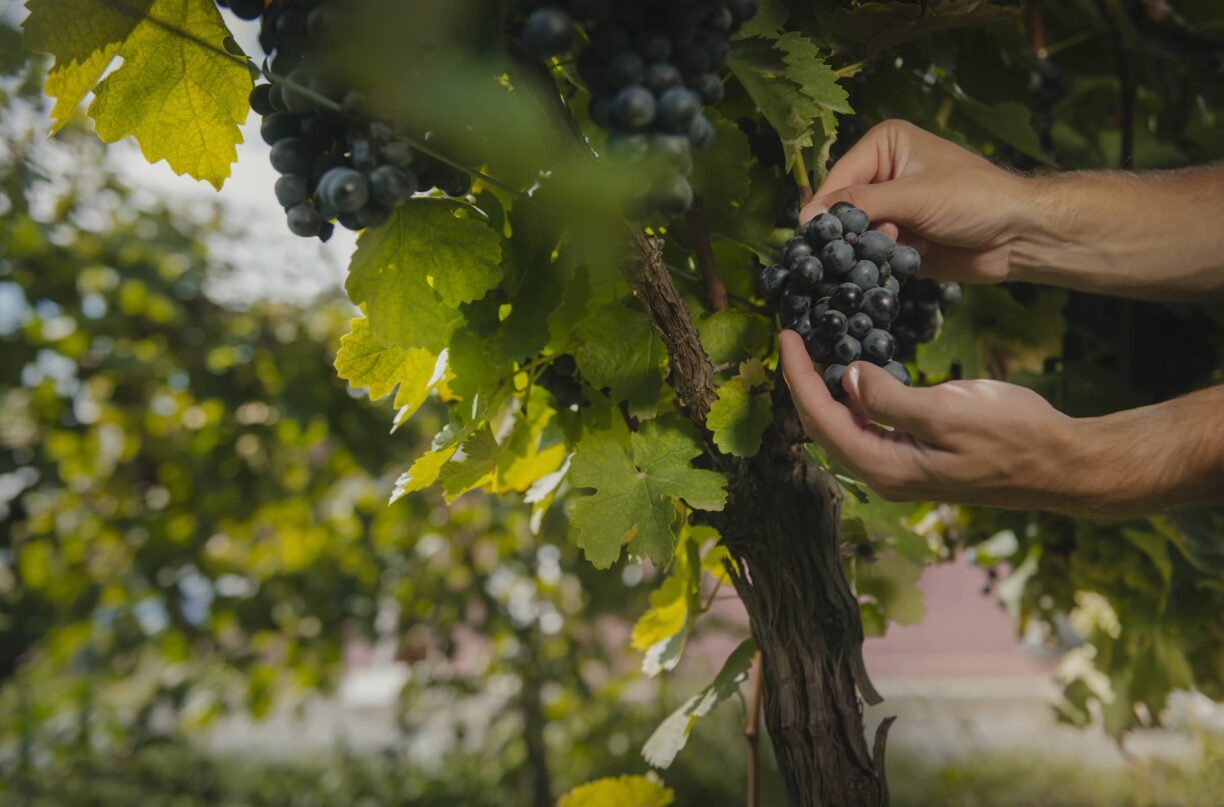 Tbilvino Grapes