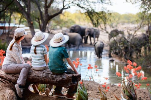 Family safari