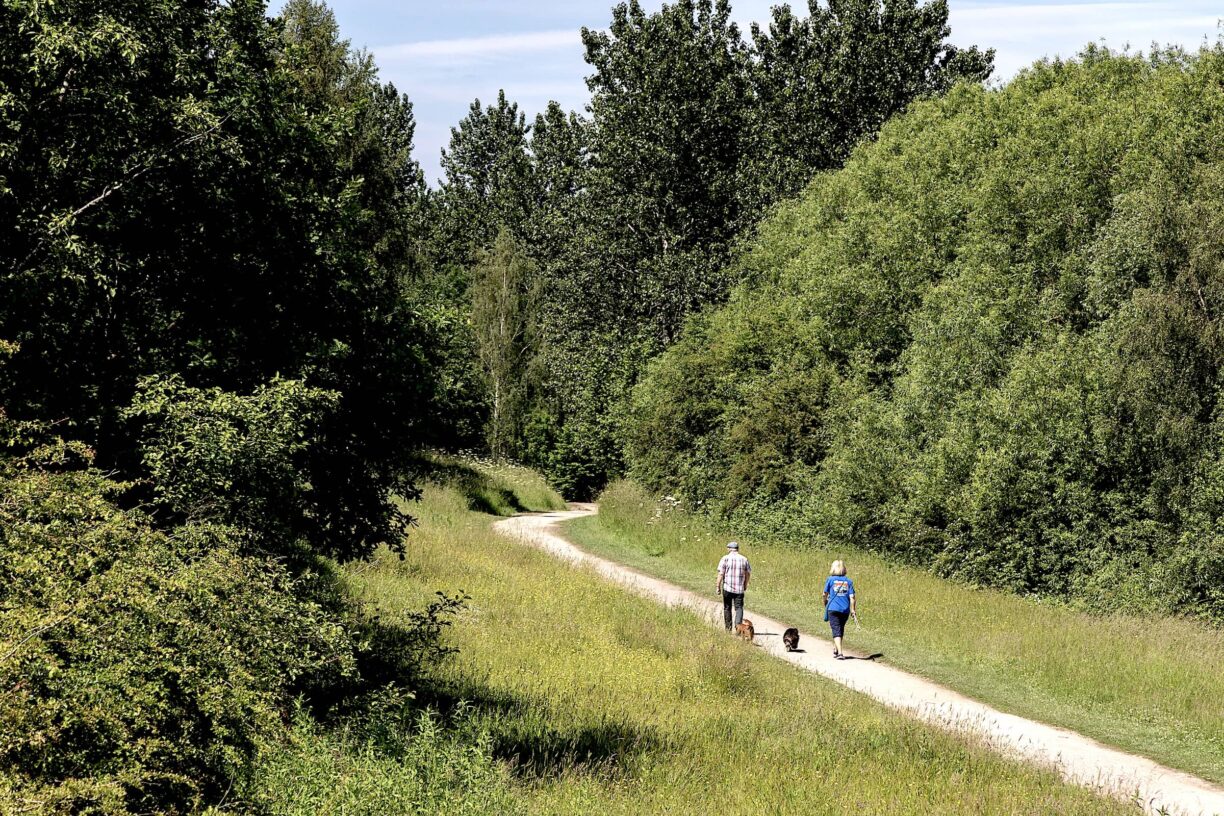 Walkers walking their dog