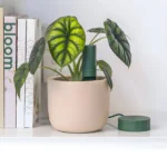 Willow Sensor in Plant Pot
