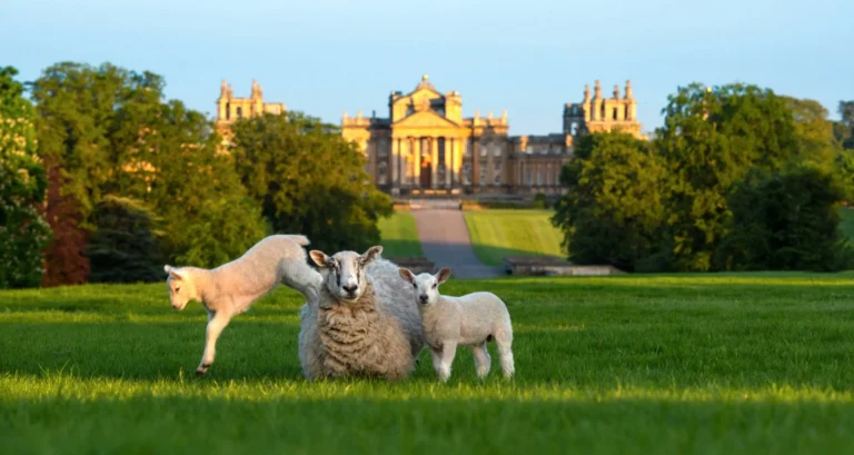 Blenheim Palace in the background of lambs at spring