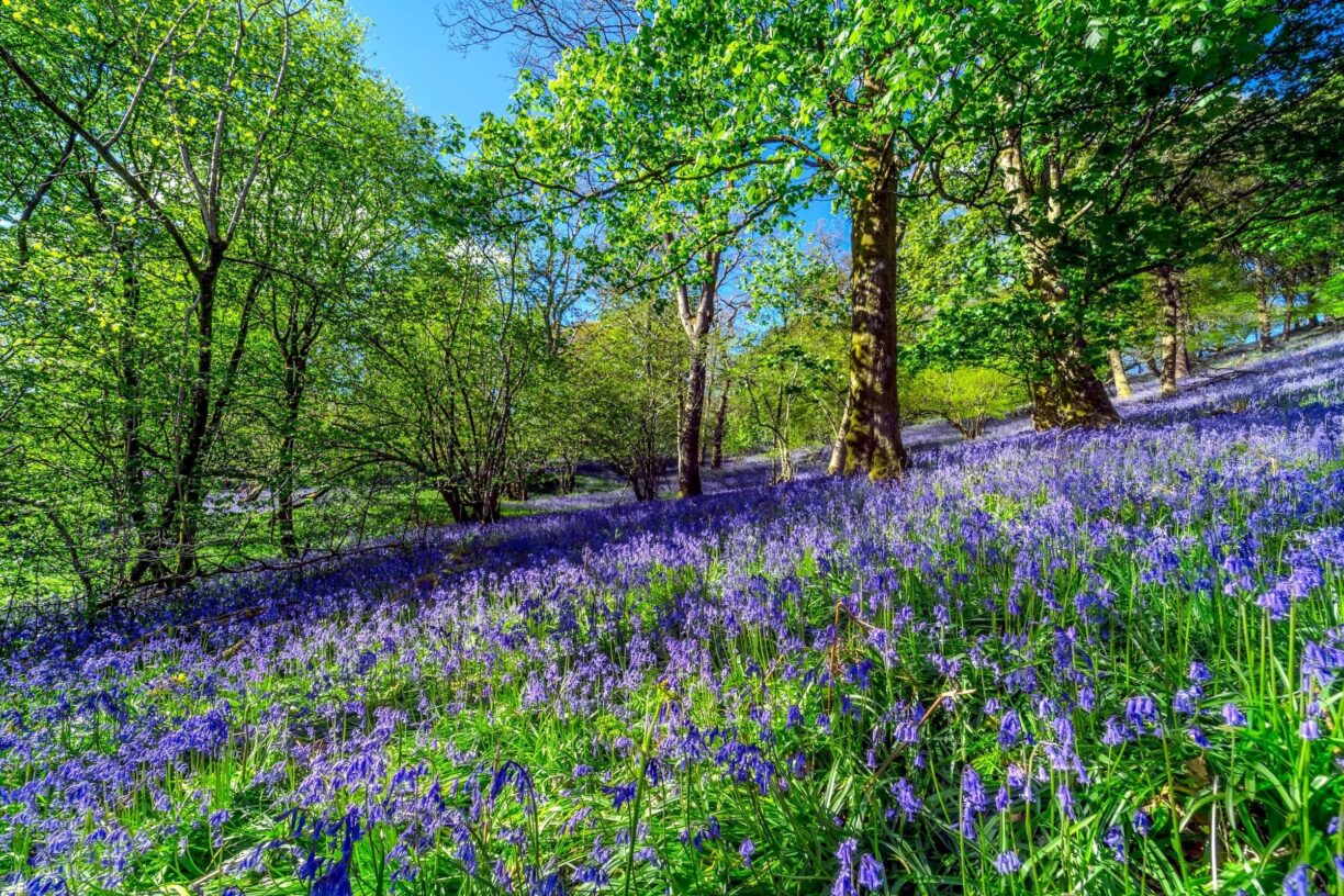 Bluebells in Woodland