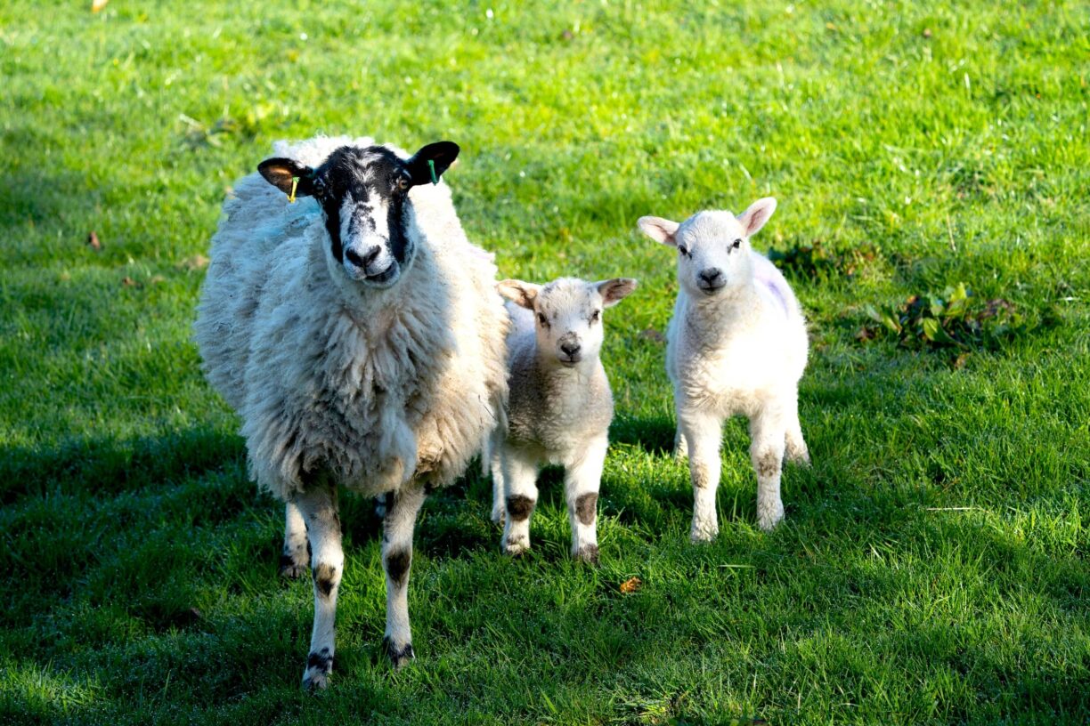 Lambs in field