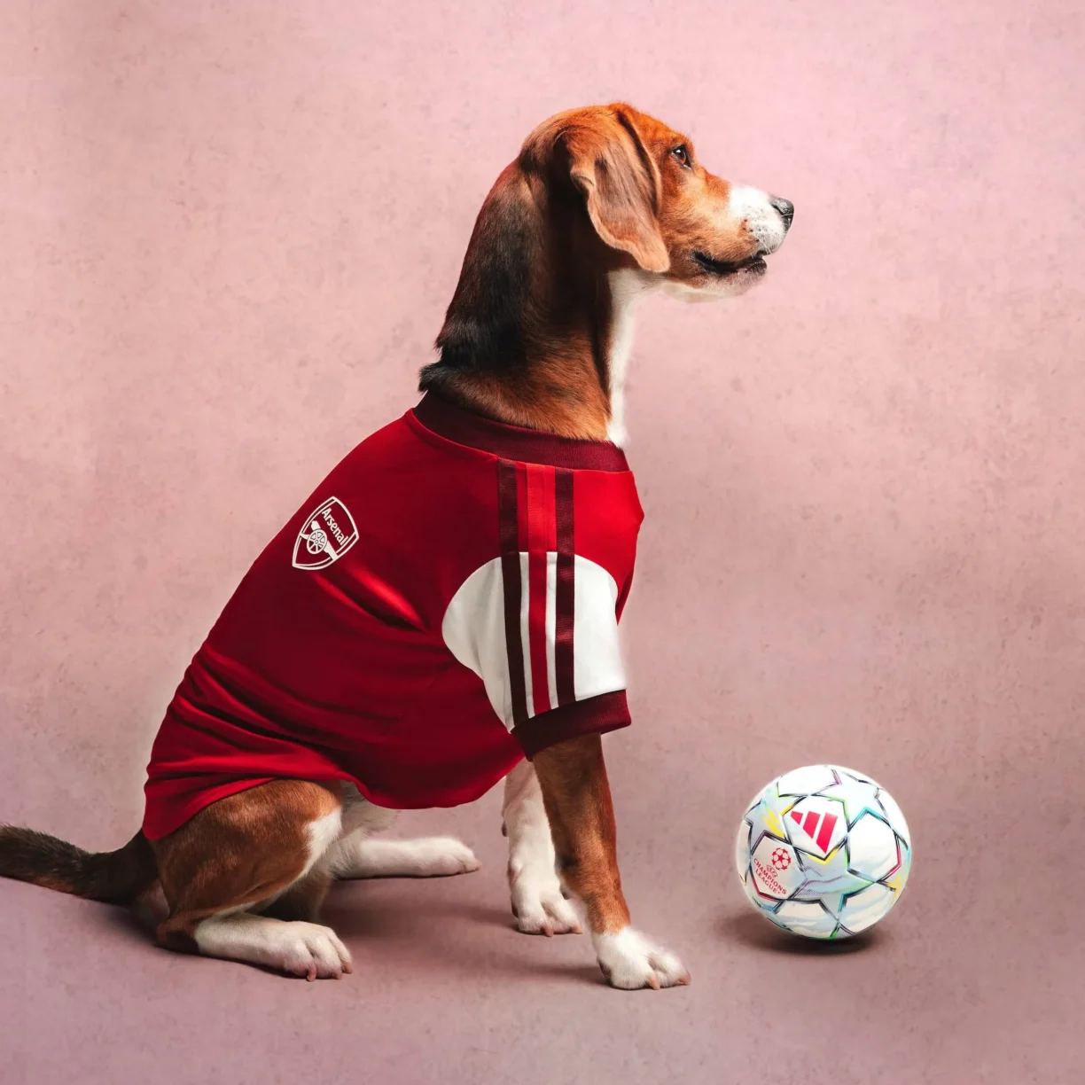 adidas Clubs Pet Collection
